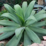 Ejemplar de Agave attenuata (cola de zorro)