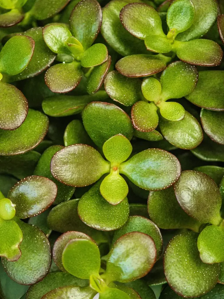 Ejemplar de Crassula ovata (árbol de jade)