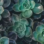 Rosetas de echeveria vistas desde arriba