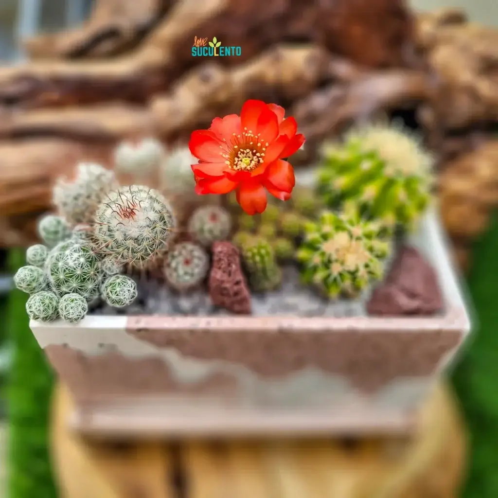 Centro de mesa rectangular con cactus y una flor roja