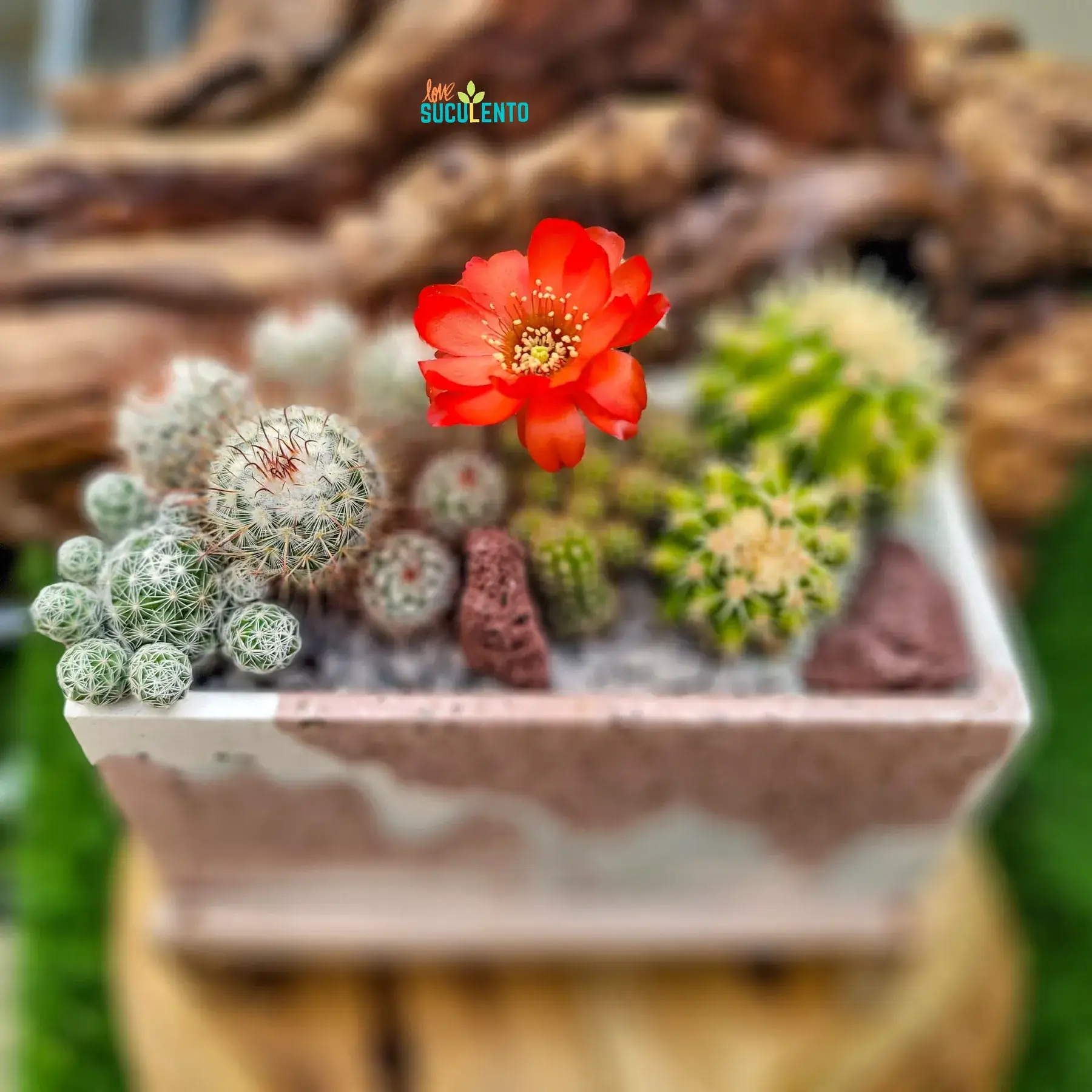 Centro de mesa rectangular con cactus y una flor roja