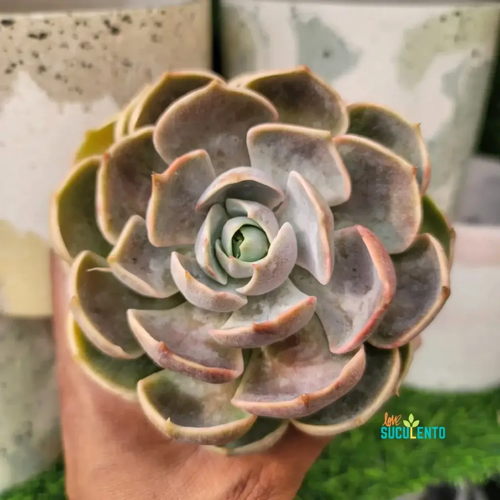 Echeveria sostenida en la mano sobre maceta de cemento mineral
