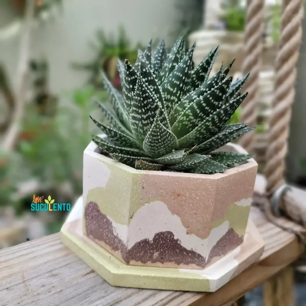 Haworthia en macetero hexagonal de cemento