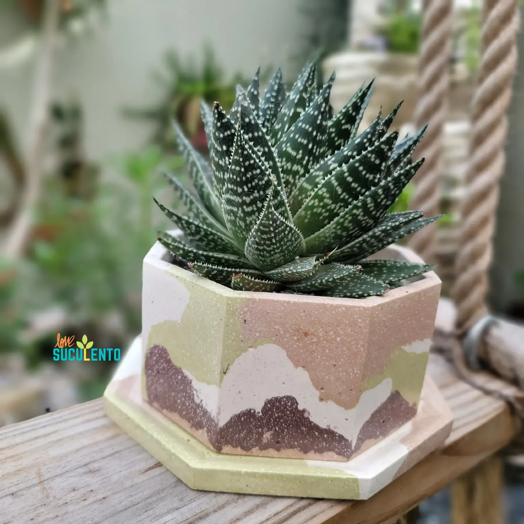 Haworthia en macetero hexagonal de cemento