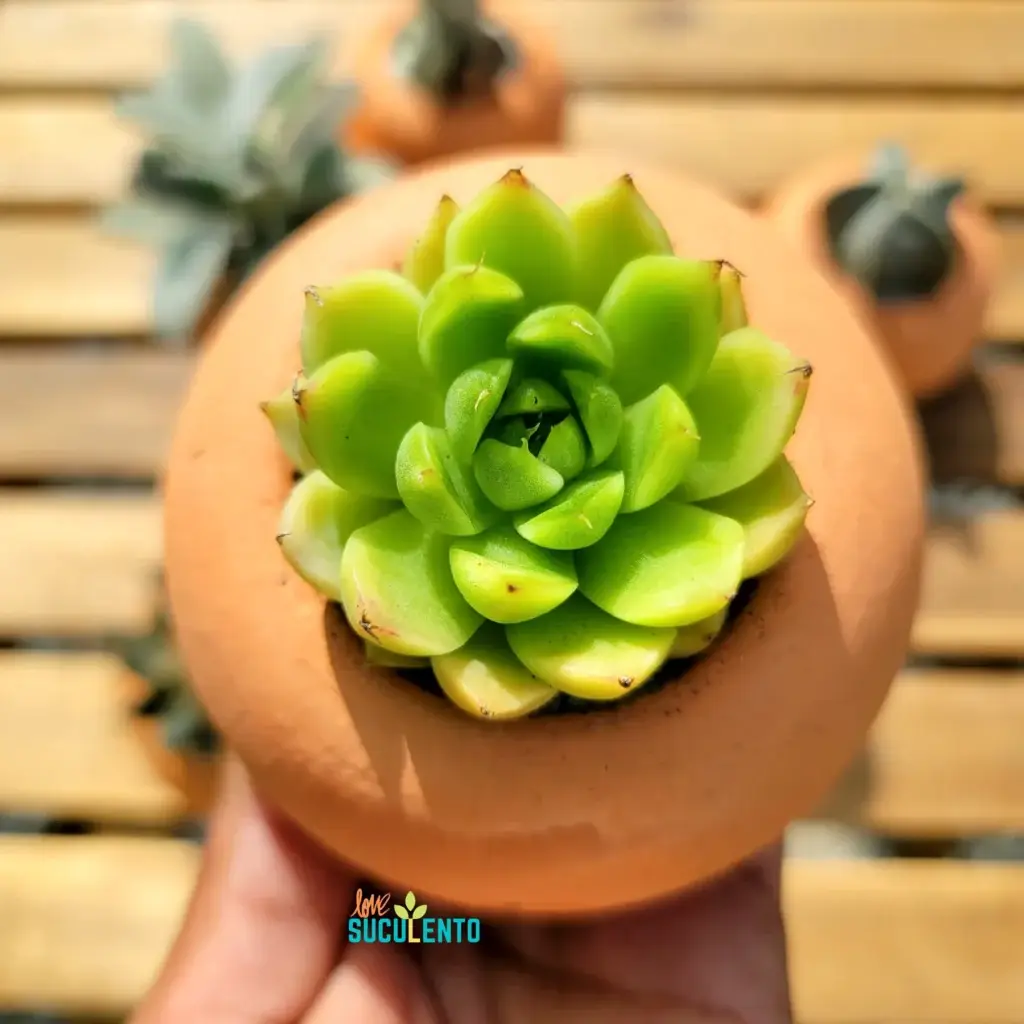 Echeveria en pucherito de terracota
