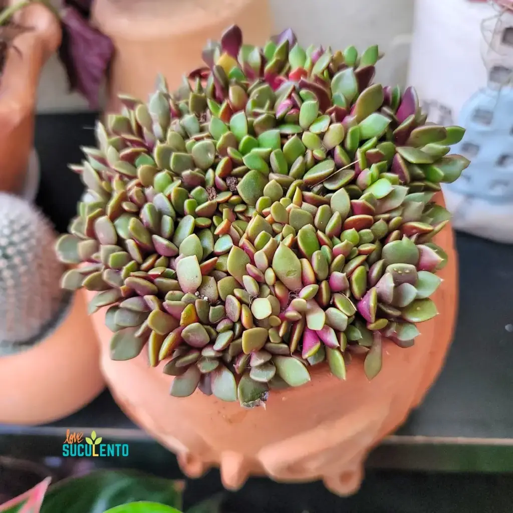 Puchero de terracota con suculentas de hoja pequeña