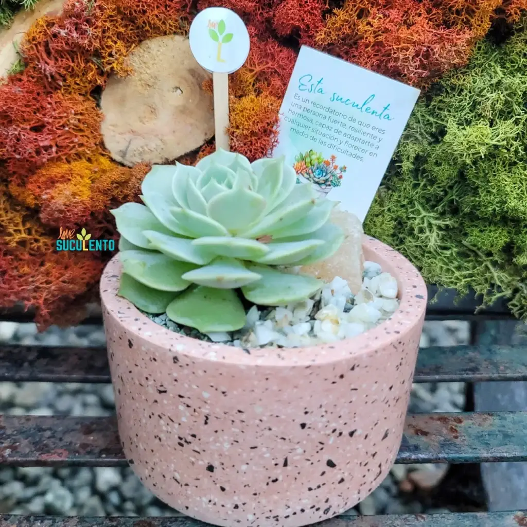 Echeveria en maceta rosada con tarjeta personalizada