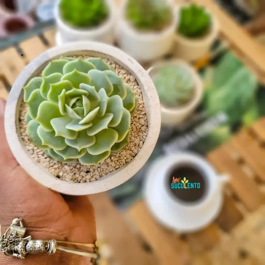 Echeveria en macetero blanco sostenido en la mano