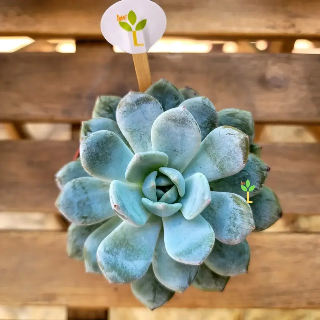 Echeveria azulada vista desde arriba