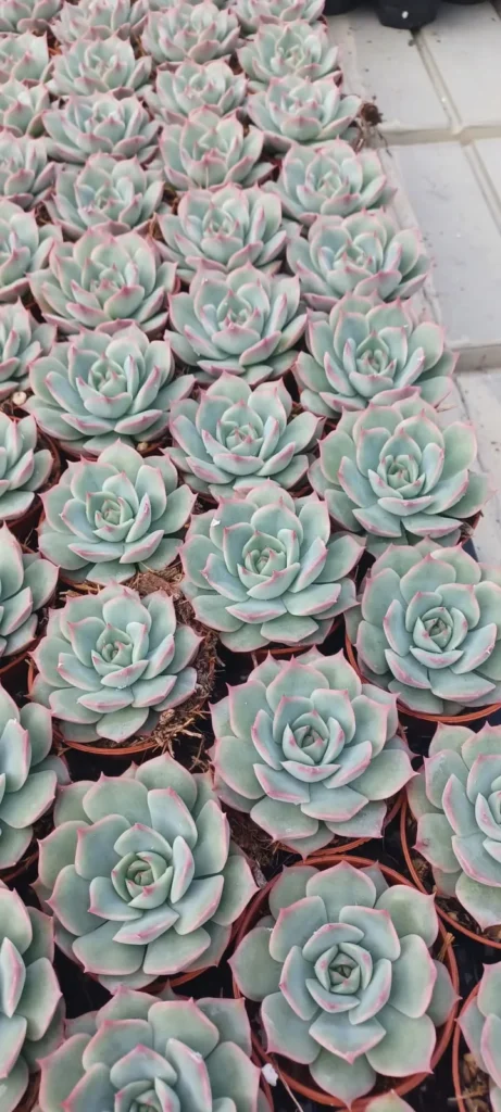 Echeverias azuladas en macetas de vivero