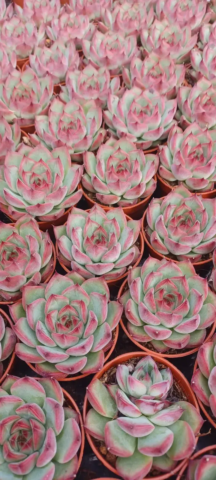 Echeverias rosadas en macetas de vivero