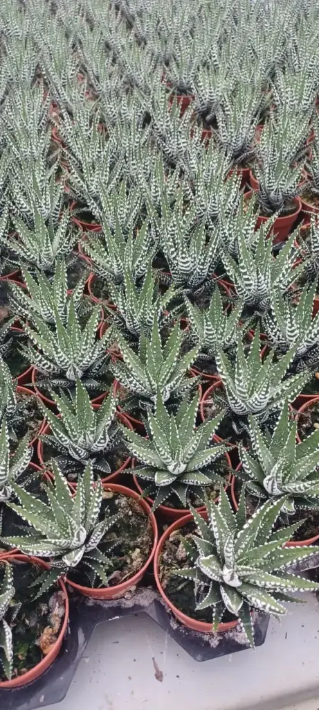 Haworthias rayadas en bandejas de vivero