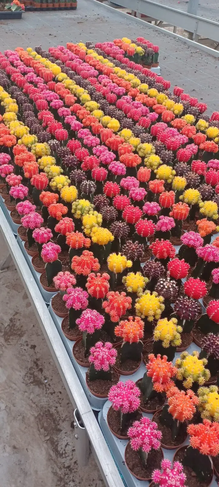Cactus injertados de colores en filas de vivero