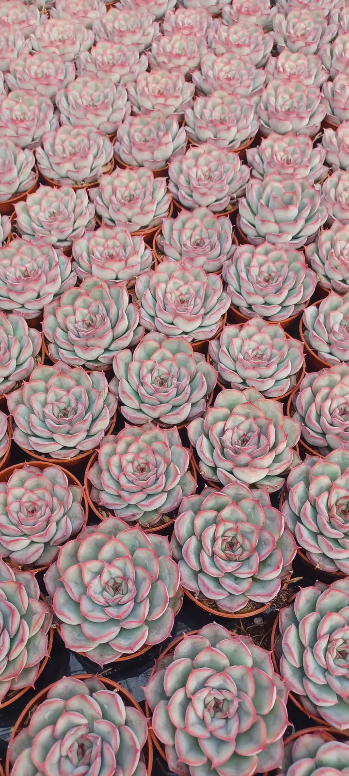 Echeverias rosa pálido en macetas de vivero